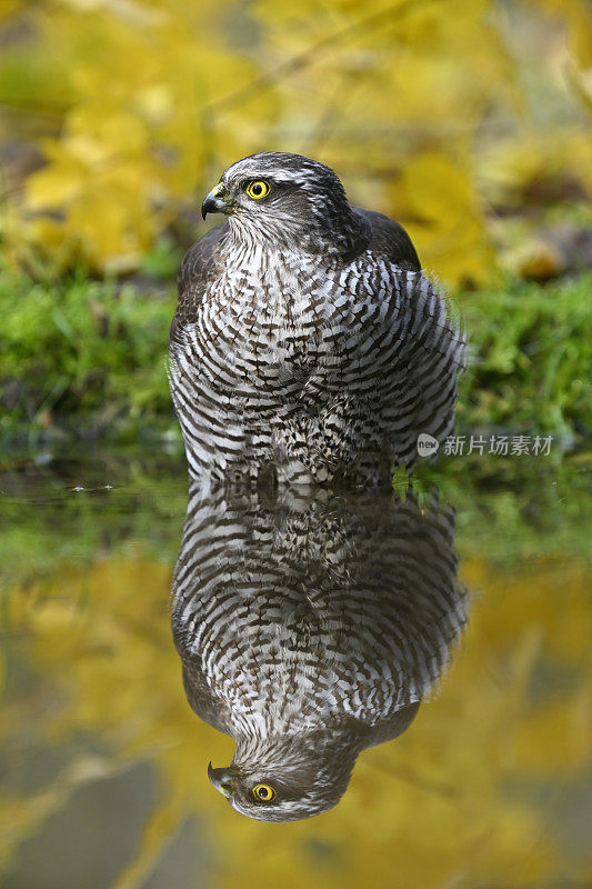 欧亚雀鹰(学名:Accipiter nisus)